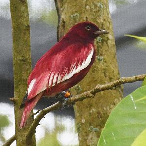 Pompadour Cotinga (Xipholena punicea)