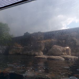Californian sea lion enclosure 13.7.23