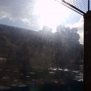 Californian sea lion enclosure 13.7.23