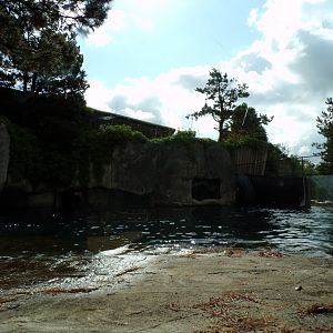 Californian sea lion enclosure 13.7.23