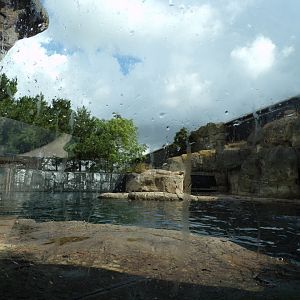 Californian sea lion enclosure 13.7.23