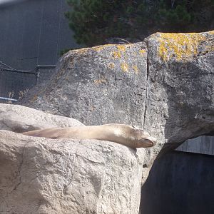 Californian sea lion 13.7.23