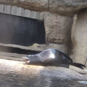 Californian sea lion 13.7.23