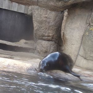 Californian sea lion enclosure 13.7.23