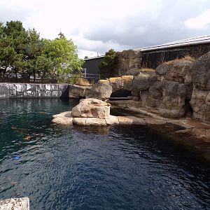 Californian sea lion enclosure 13.7.23