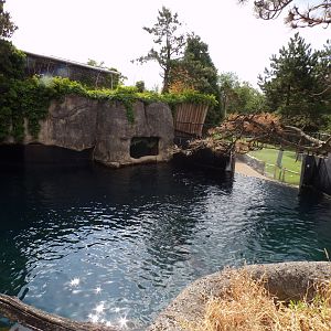 Californian sea lion enclosure 13.7.23