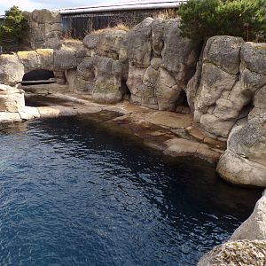 Californian sea lion enclosure 13.7.23