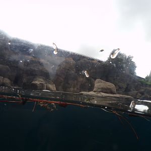 Californian sea lion enclosure 13.7.23