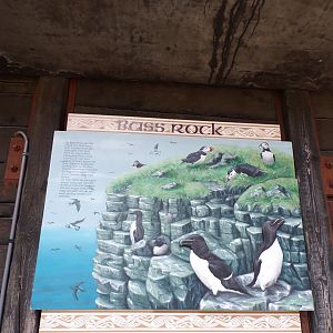 Oceanium- Signage on Bass rock 13.7.23