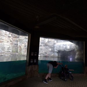 Oceanium- Bass rock aviary 13.7.23