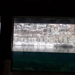 Oceanium- Bass rock aviary 13.7.23