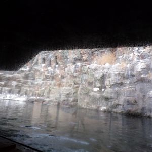 Oceanium- Bass rock aviary 13.7.23