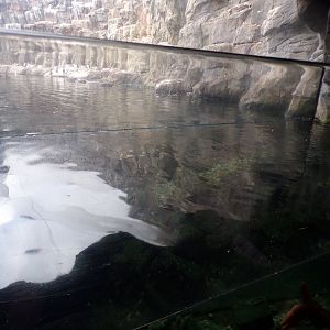 Oceanium- Tank next to Bass rock aviary 13.7.23