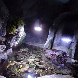 Oceanium- waterfall rockpool tank 13.7.23