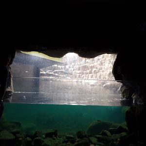 Oceanium- tank next to Bass rock aviary 13.7.23