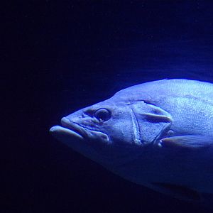 Oceanium- Fish ID? 13.7.23