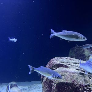 Oceanium- General view of tank 13.7.23