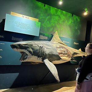 Oceanium- Shark anatomy signage 13.7.23