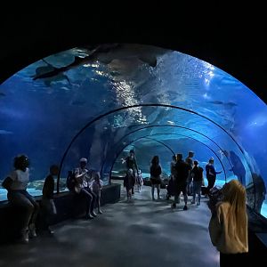 Oceanium- Underwater tunnel 13.7.23