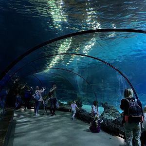 Oceanium- View in underwater tunnel 13.7.23