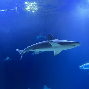Oceanium- Shark ID? 13.7.23
