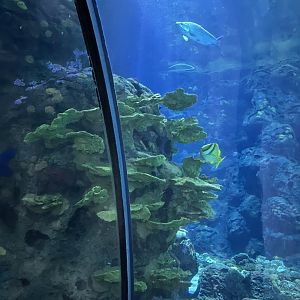 Oceanium- Coral 13.7.23