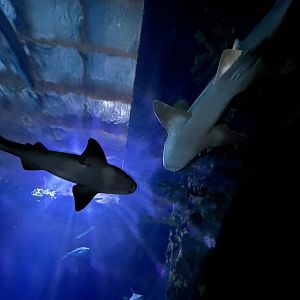 Oceanium- View in underwater tunnel tank 13.7.23