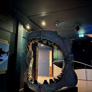 Oceanium- Shark jaws 13.7.23