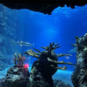 Oceanium- Example of tank 13.7.23