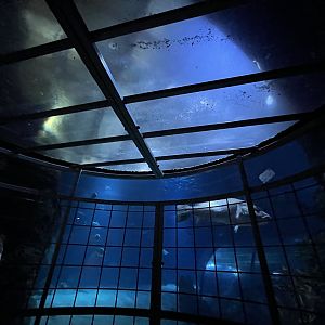 Oceanium- Shark cage viewing area 13.7.23