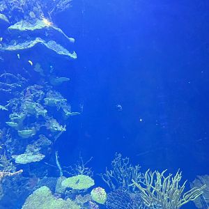 Oceanium- Tank example 13.7.23