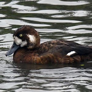 Greater Scaup