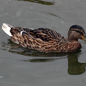Mallard Hybrid