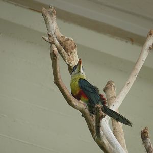 Curl-crested Araçari - July 8th 2023