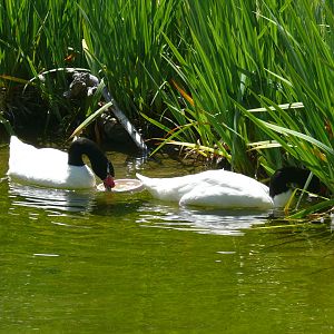 Black-necked Swan - July 8th 2023