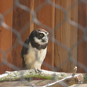 Spectacled Owl - July 8th 2023