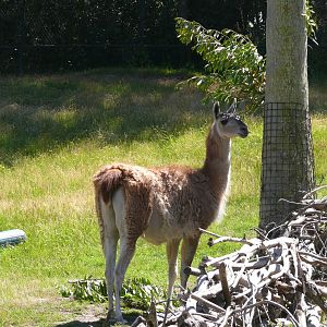 Guanaco - July 8th 2023