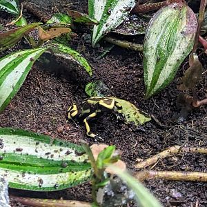 Green-and-black Poison Dart-frog - July 8th 2023