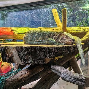 Caiman Lizard - July 8th 2023