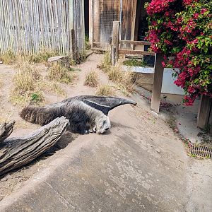 Giant Anteater - July 8th 2023