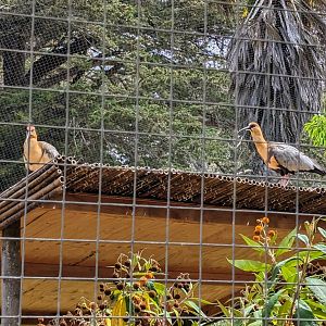 Black-faced Ibis - July 8th 2023