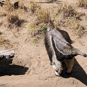 Curious Giant Anteater - July 8th 2023