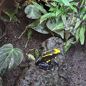 Dyeing Poison Dart-frog - July 8th 2023