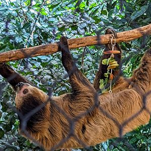 Linnaeus's Two-toed Sloth - 8th 2023