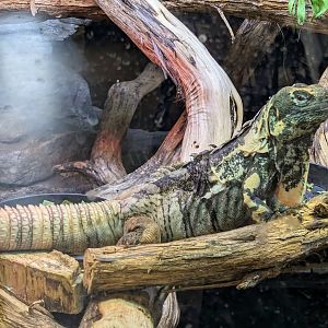 Guatemalan Spiny-tailed Iguana - July 8th 2023