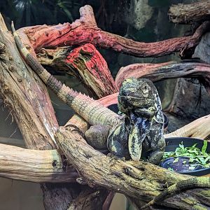 Guatemalan Spiny-tailed Iguana- July 8th 2023