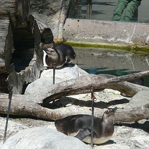 Second Magellanic Penguin Pool - July 8th 2023