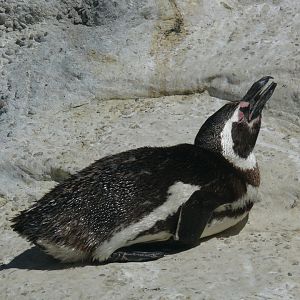 Magellanic Penguin - July 8th 2023