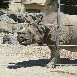 Greater One-horned Rhino - July 8th 2023