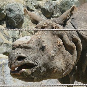 Greater One-horned Rhino close-up - July 8th 2023